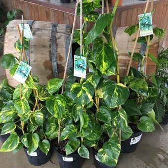potted plants