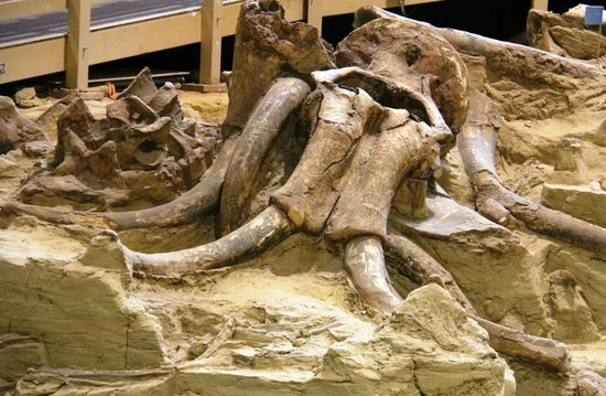 A close up of a fossil of a laying on the ground.