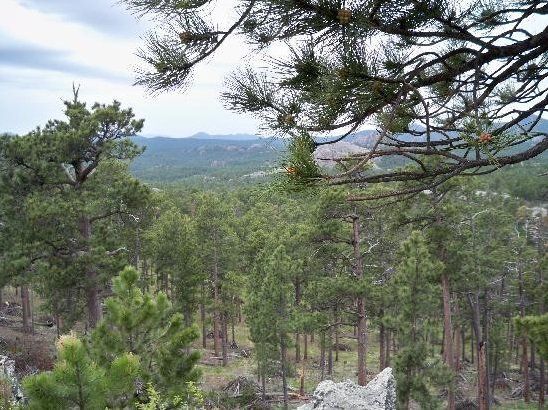 A view of a forest with mountains in the background