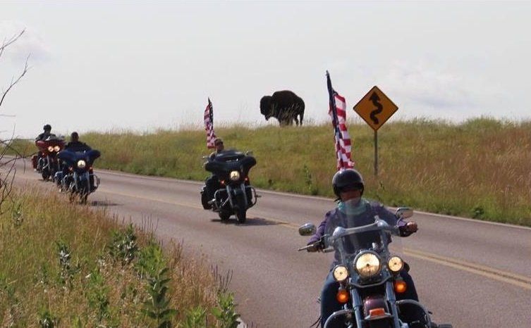 A group of people riding motorcycles down a road with a buffalo in the background