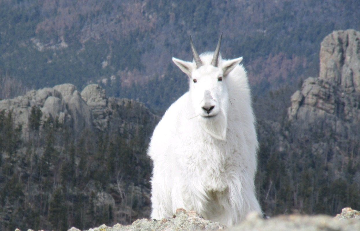 A white mountain goat standing on top of a rocky hill.
