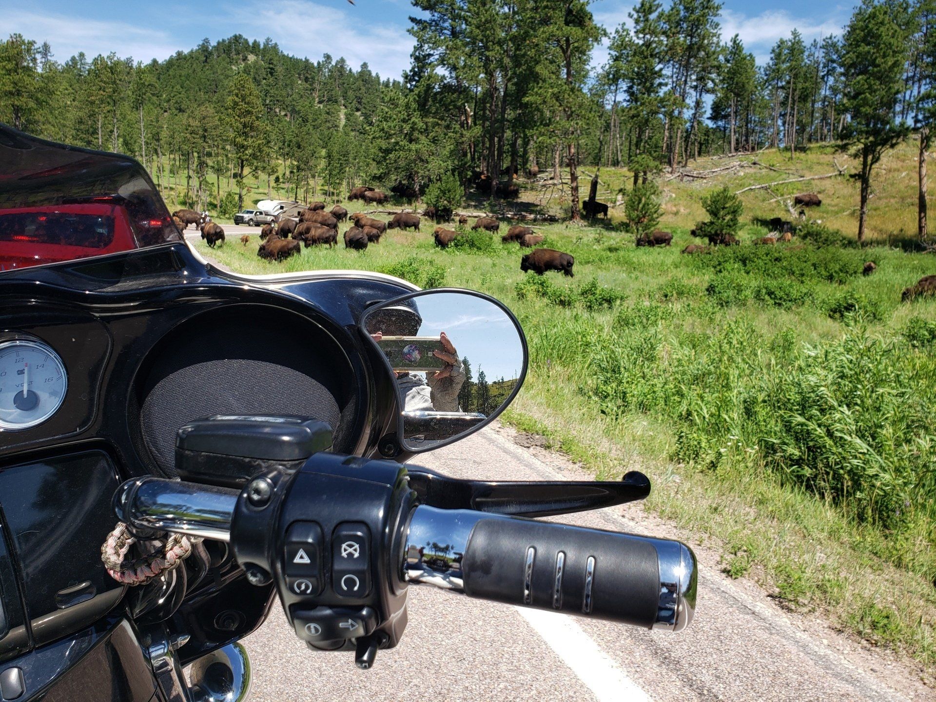 A person is riding a motorcycle down a road with a herd of bison in the road background.