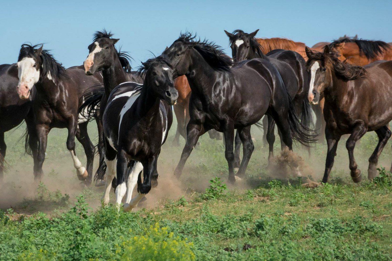 A herd of horses are running through a grassy field.