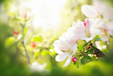 Apple Blossom