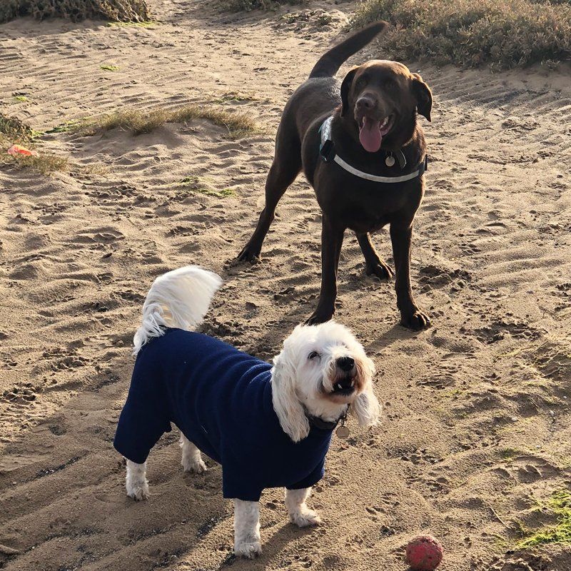 white dog in blue jumper with a brown dog