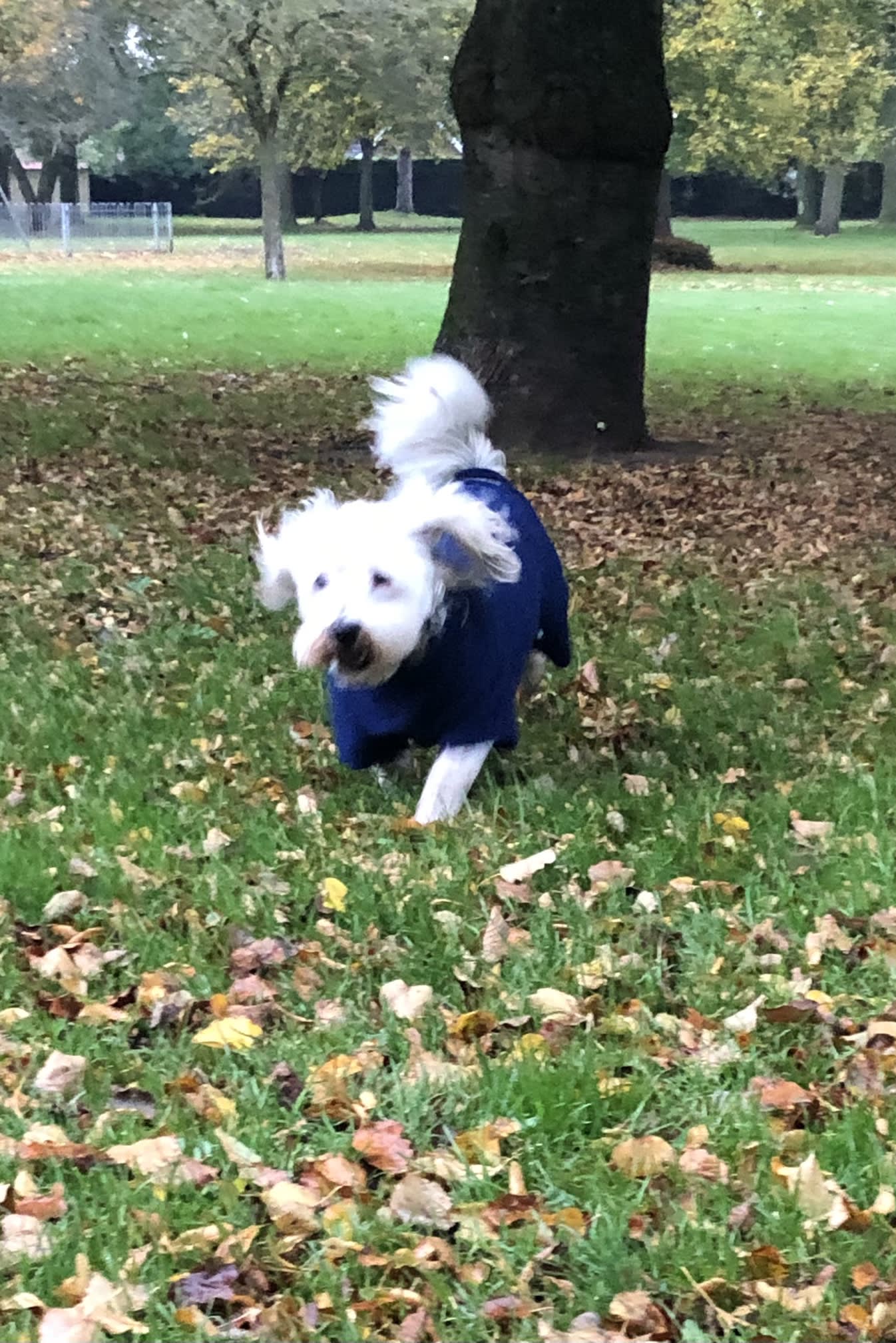 dog in a park