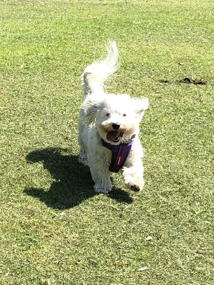 happy white dog