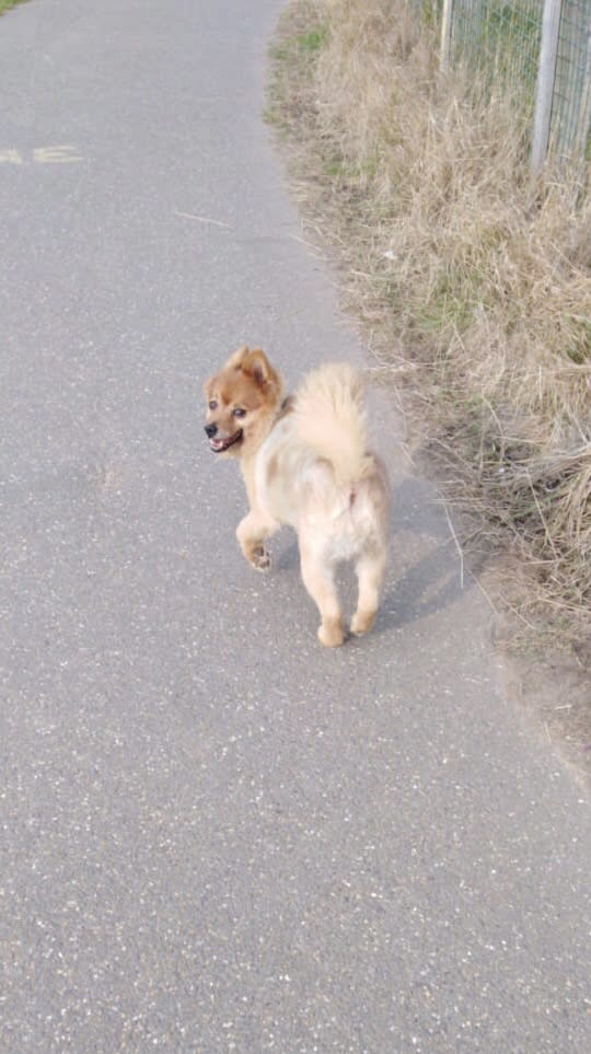 little dog