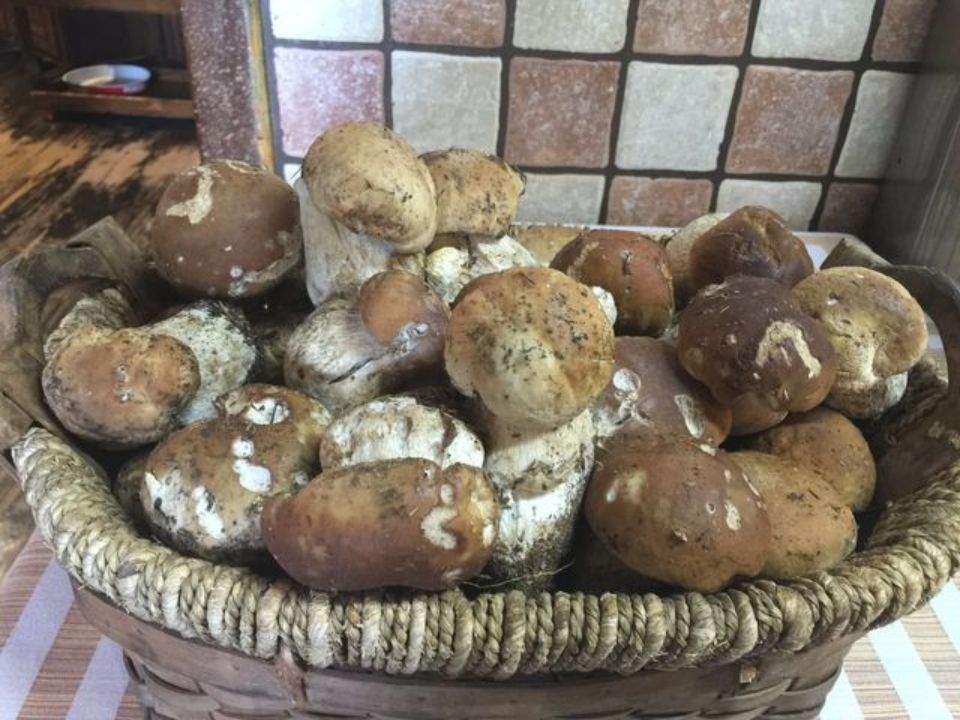 Funghi