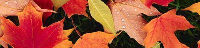 Fall Home Organizing