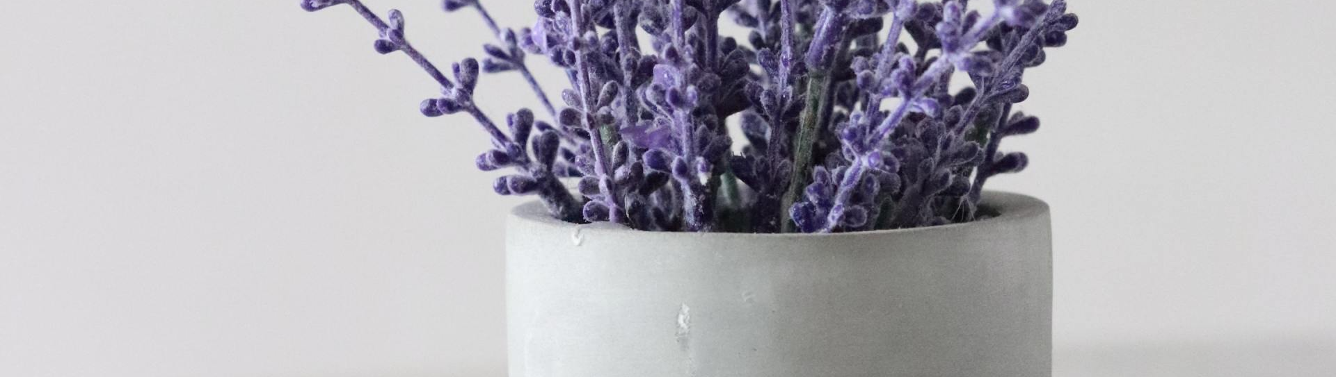 Lavendar Plant