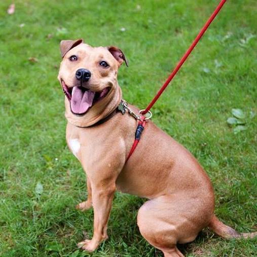 Happy Dog in The Walkie