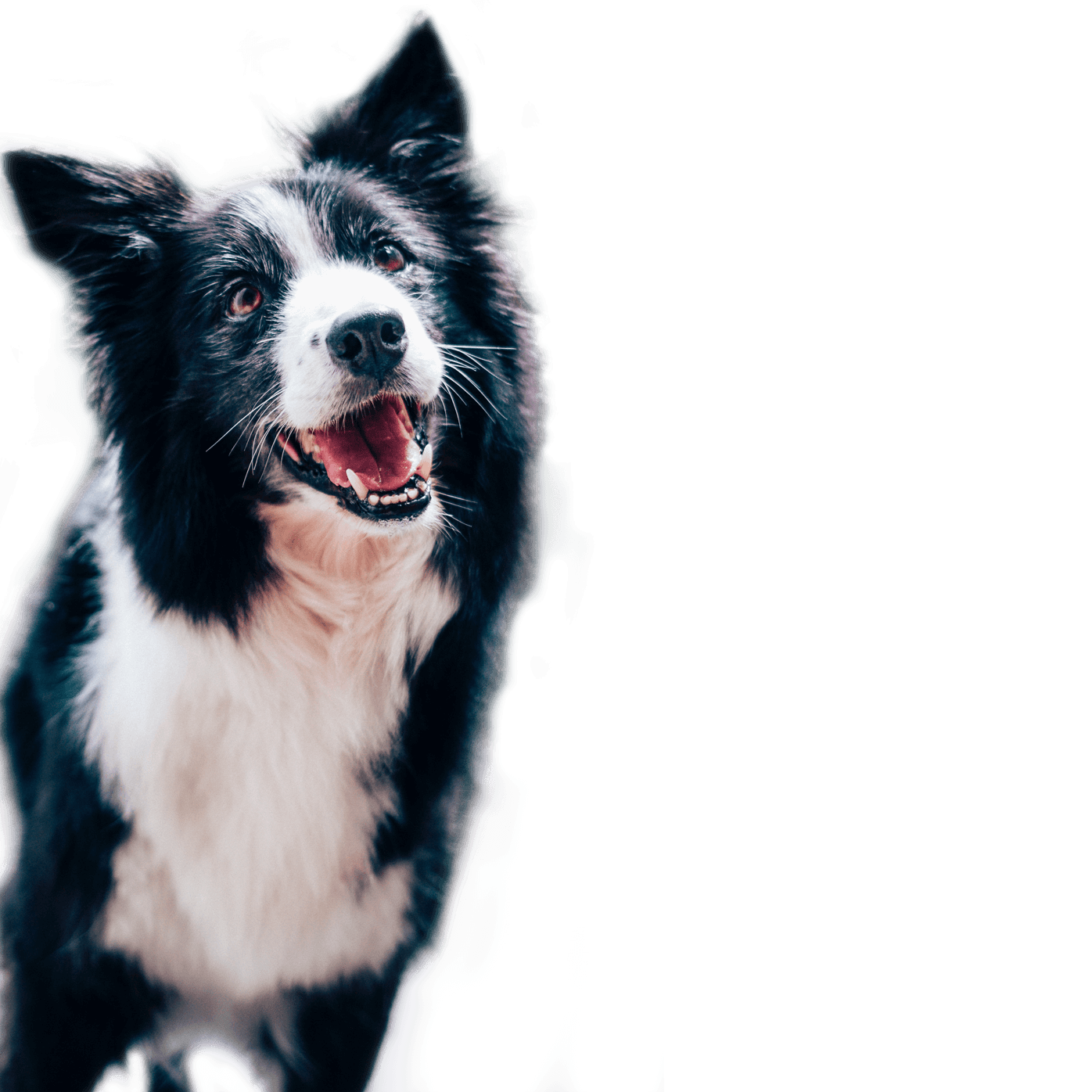 Collie looking up