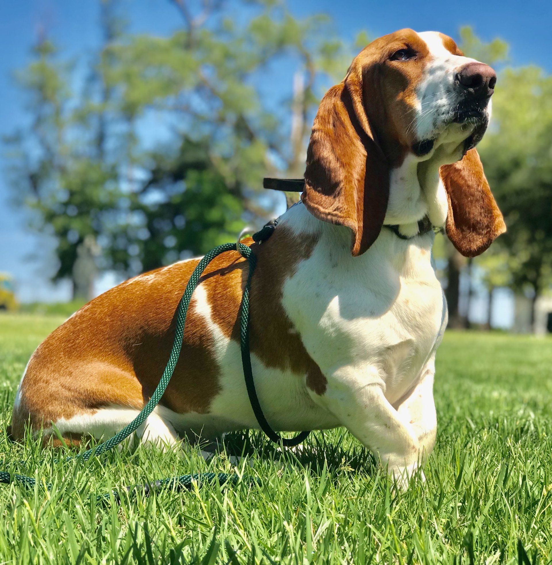 A brown and white basset hound on a leash in the grass