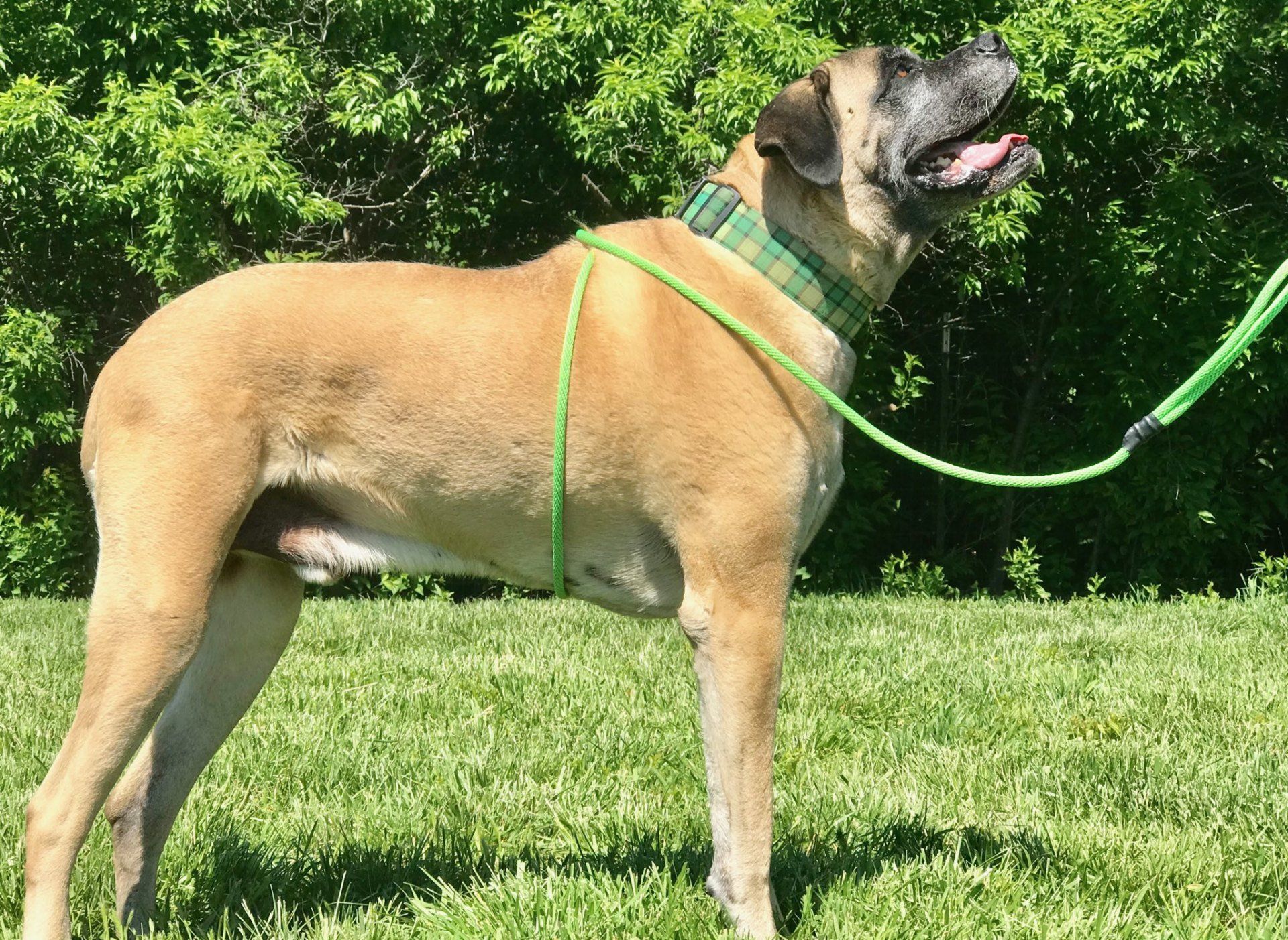 A dog wearing a green leash is standing in the grass