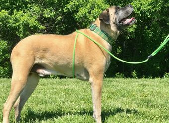 A dog wearing a green leash is standing in the grass