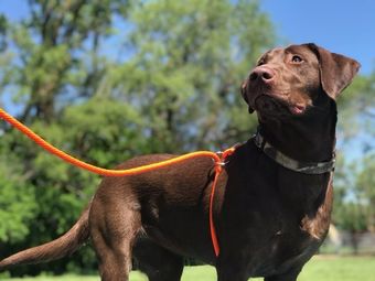 Dog wearing orange leash