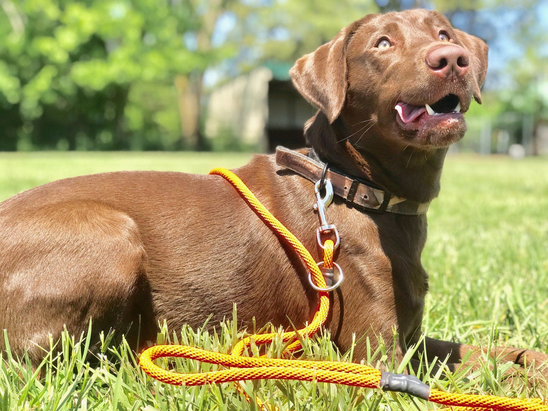 A brown dog with an orange leash is laying in the grass