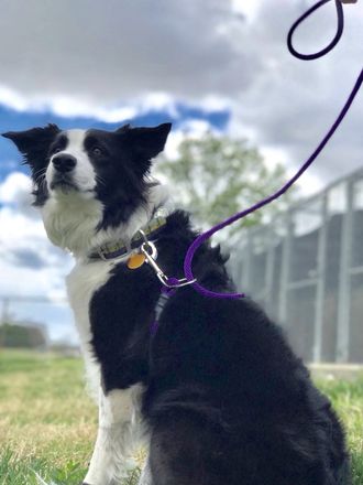 Dog wearing purple leash