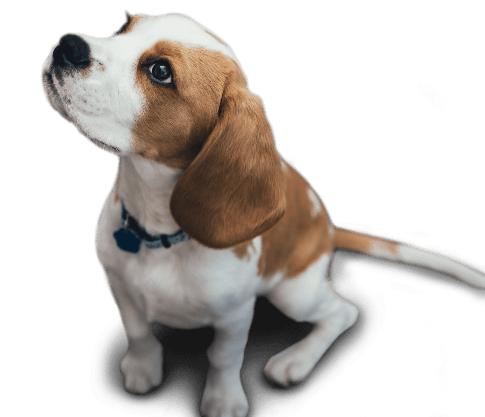 Puppy looking upwards