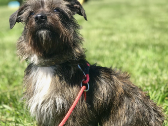 A small dog with a red leash is sitting in the grass.