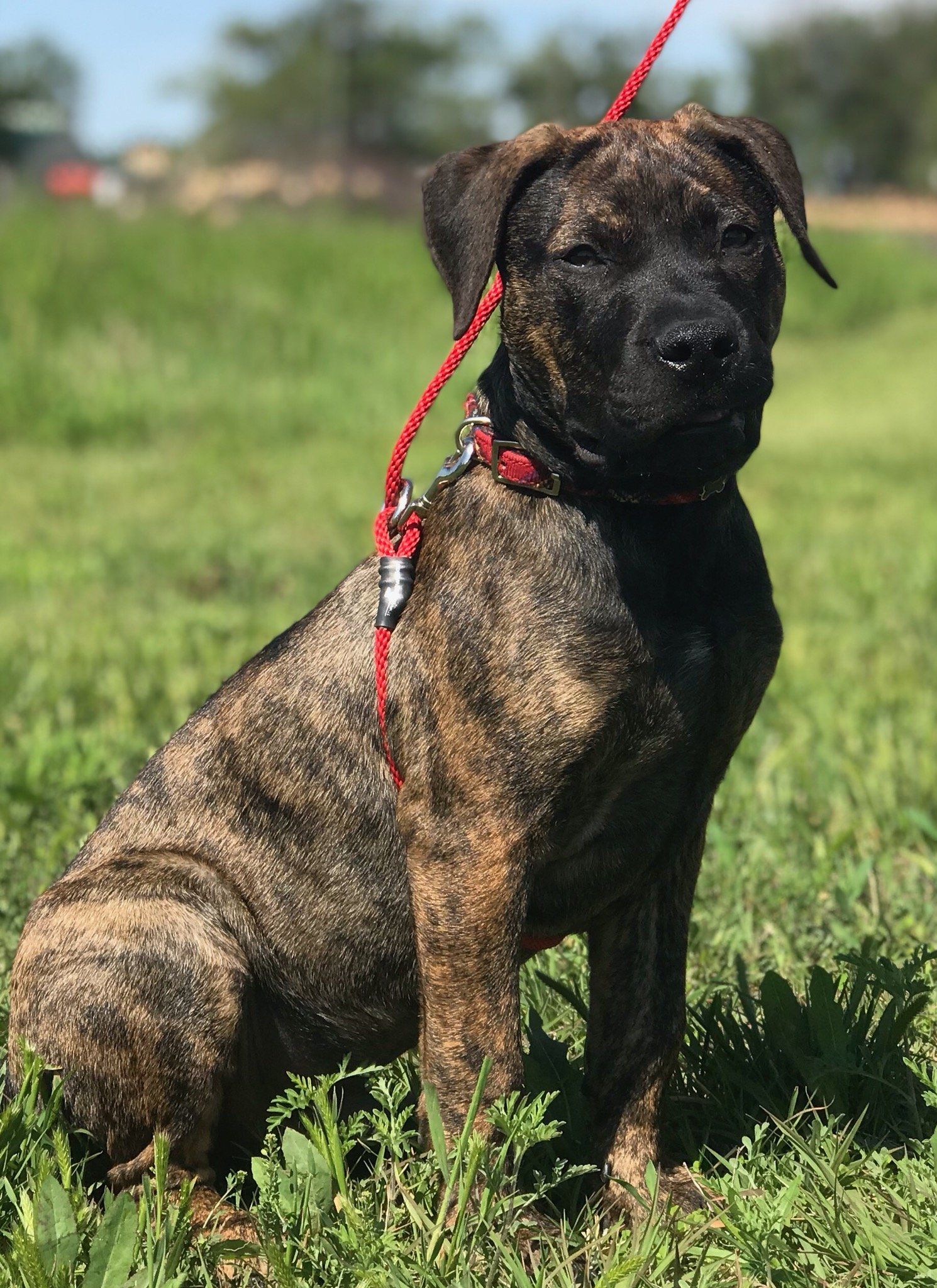 A dog with a red leash is sitting in the grass