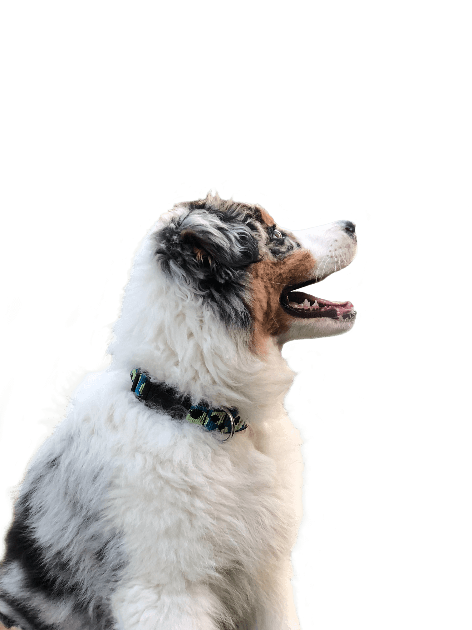 Dog looking up