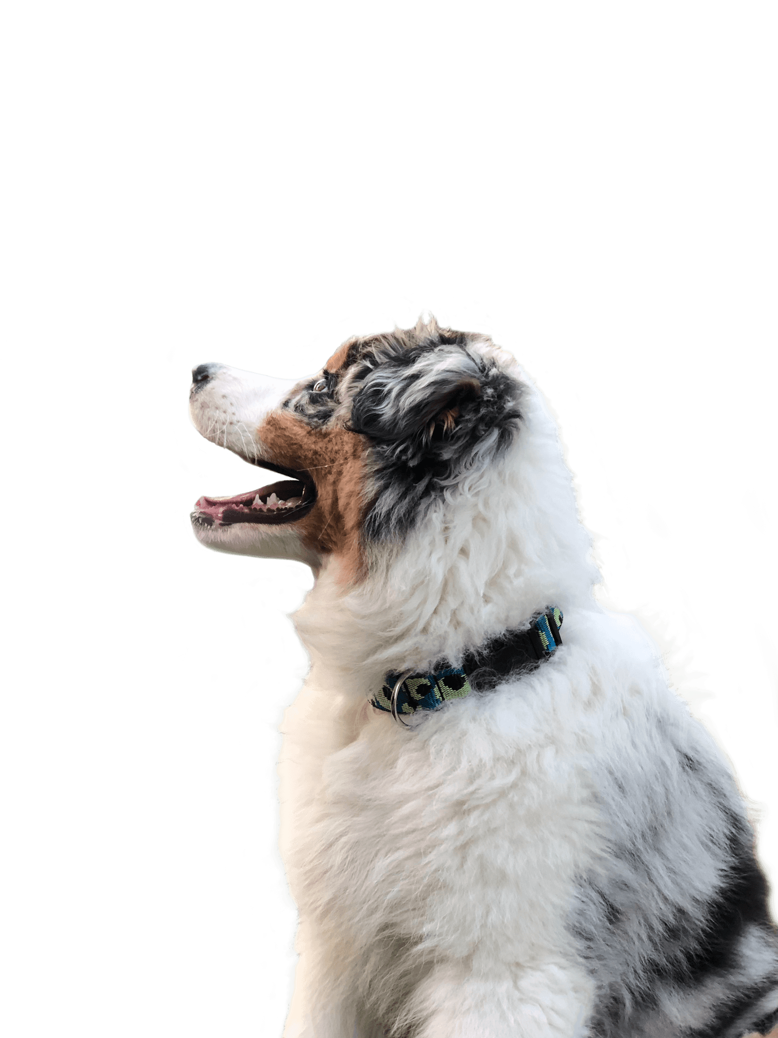 Dog looking up