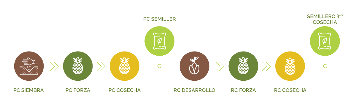 Etapas del ciclo de vida de la piña: siembra, floración, polinización, desarrollo del fruto y cosecha.