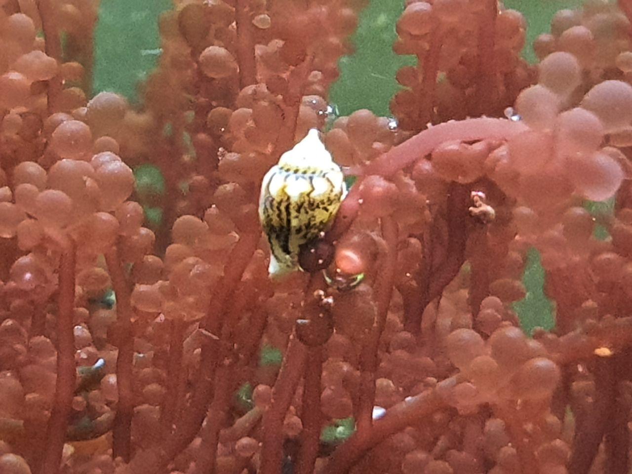 MACROALGAE CLEANUP CREW