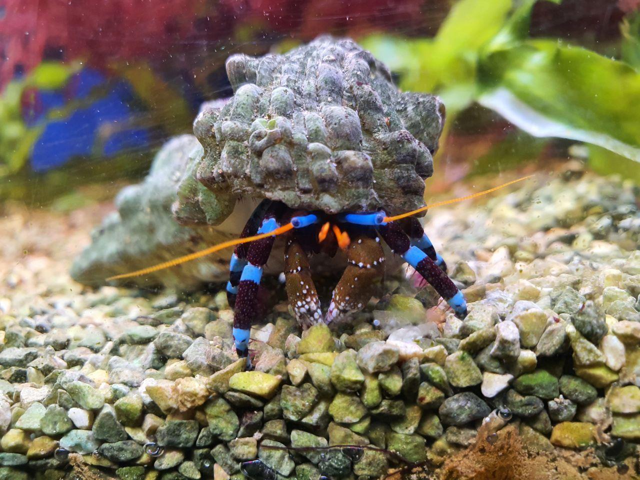 MACROALGAE CLEANUP CREW