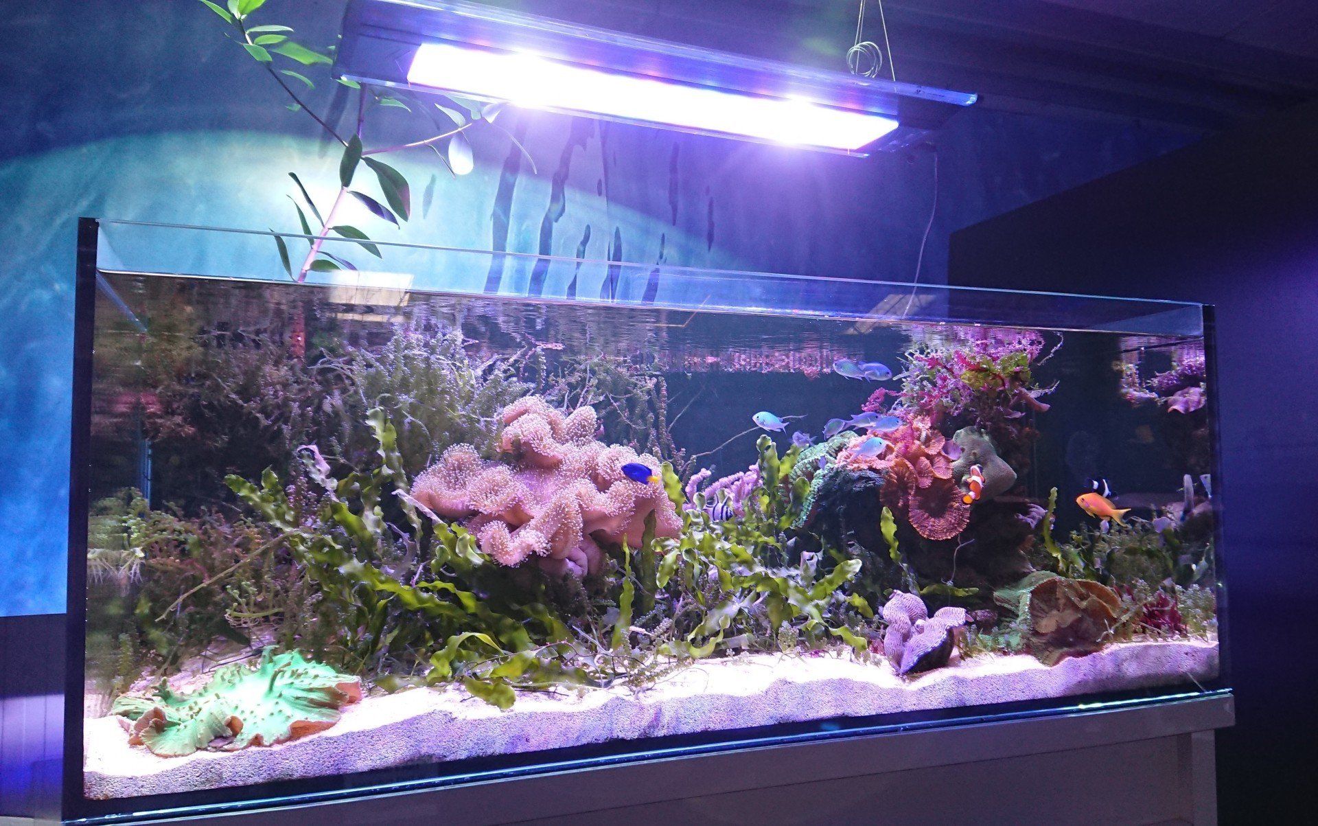 BEST LIGHTING FOR MACROALGAE
