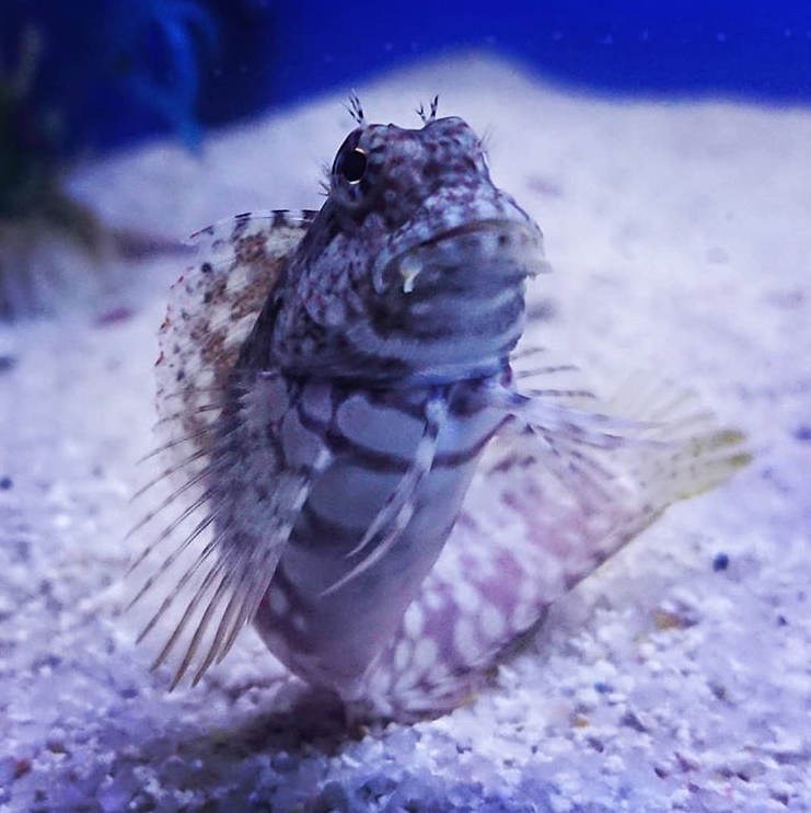 MACROALGAE CLEANUP CREW