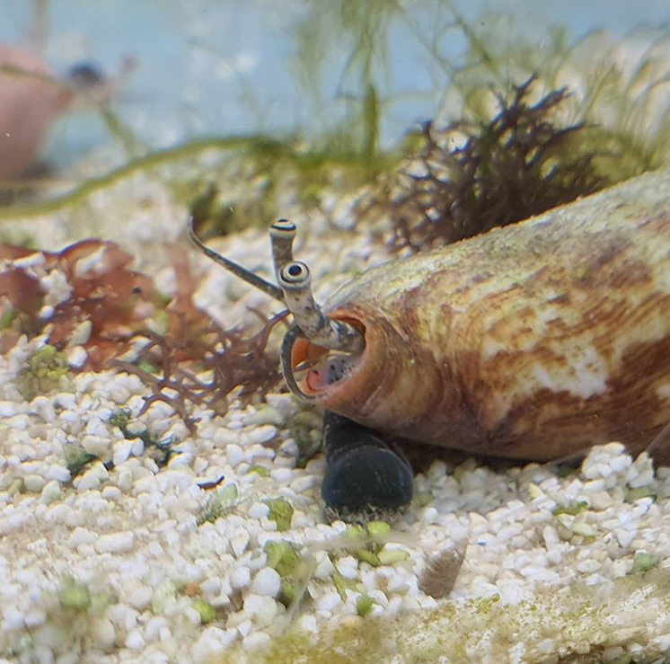 MACROALGAE CLEANUP CREW