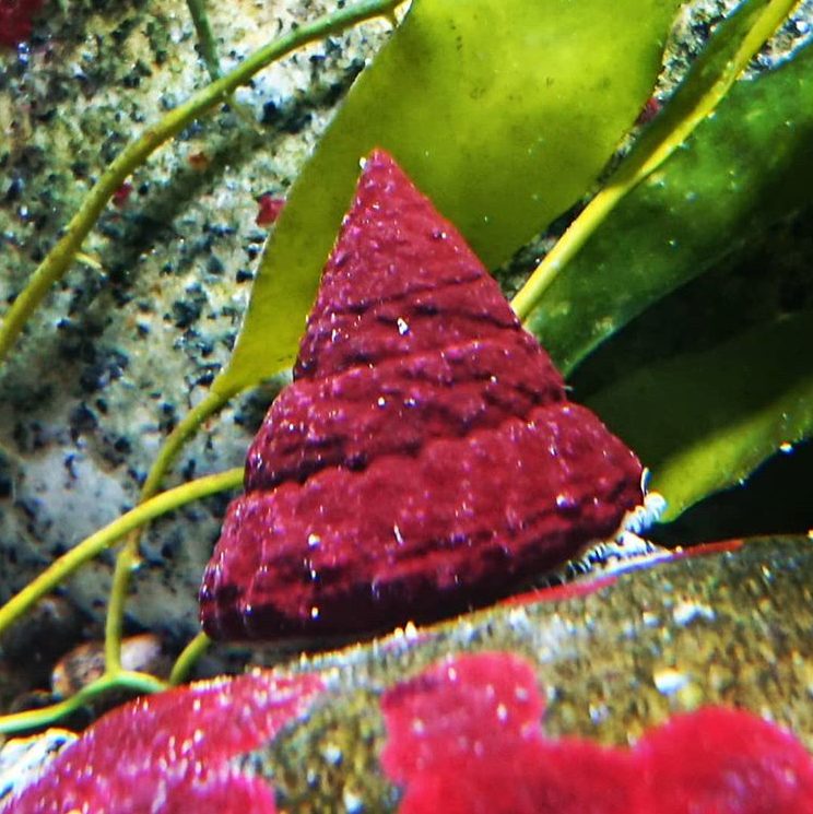 MACROALGAE CLEANUP CREW