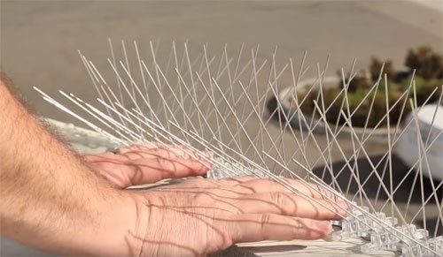 bird spike installation cairns