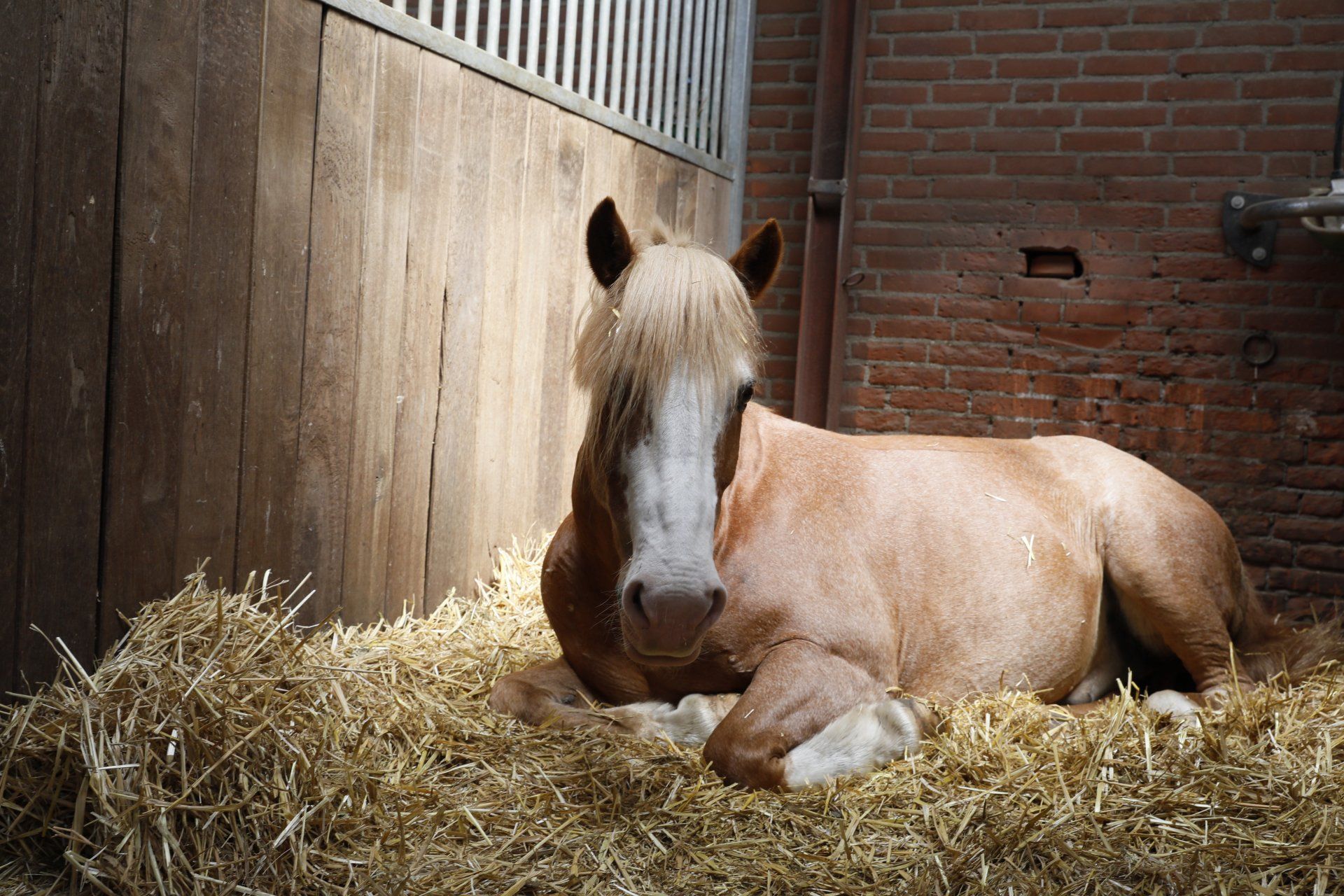 Hoe paarden slapen
