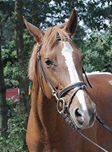 Manegepaard Roos