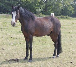 Springen pony