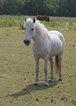 weidegang voor pony's