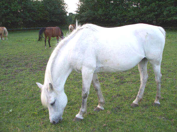 Lekkers voor je manegepony