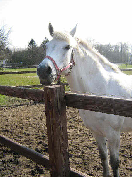 Paarden belonen met wat lekkers