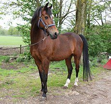Manege E-pony Nero