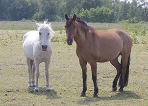 pony en kuddegedrag