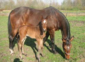 RIP paard Etronora