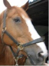 RIP paard Joey