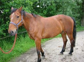 RIP paard Max