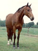 RIP paard Wardy
