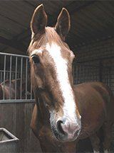 RIP paard Wout