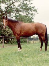 RIP paard Zandokan